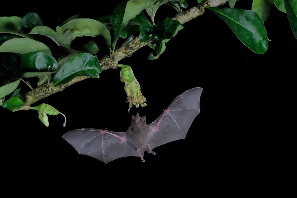 La Laguna Del Lagarto Eco-Lodge Pital  المظهر الخارجي الصورة