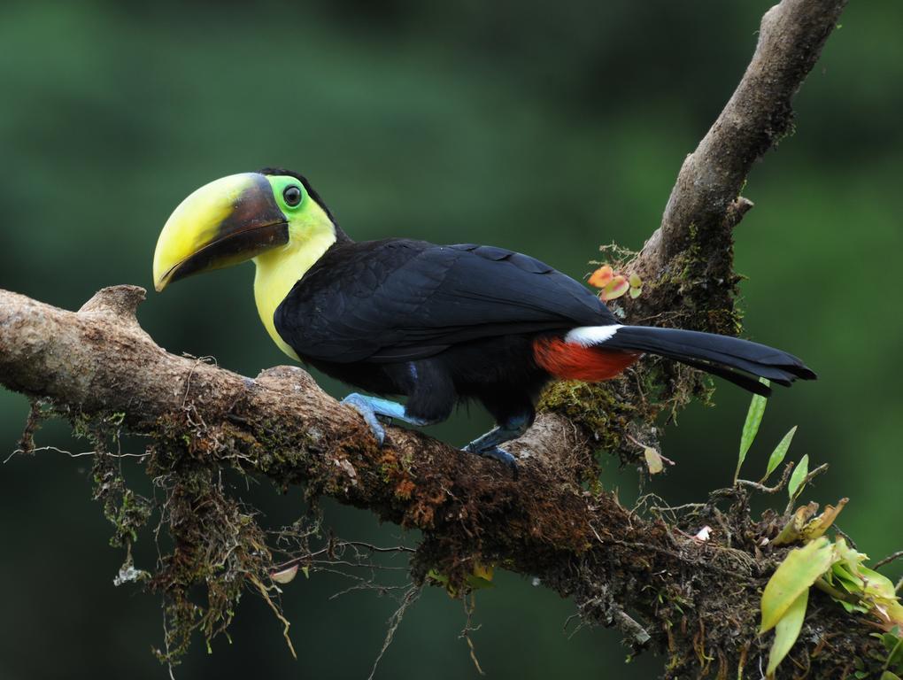 La Laguna Del Lagarto Eco-Lodge Pital  المظهر الخارجي الصورة