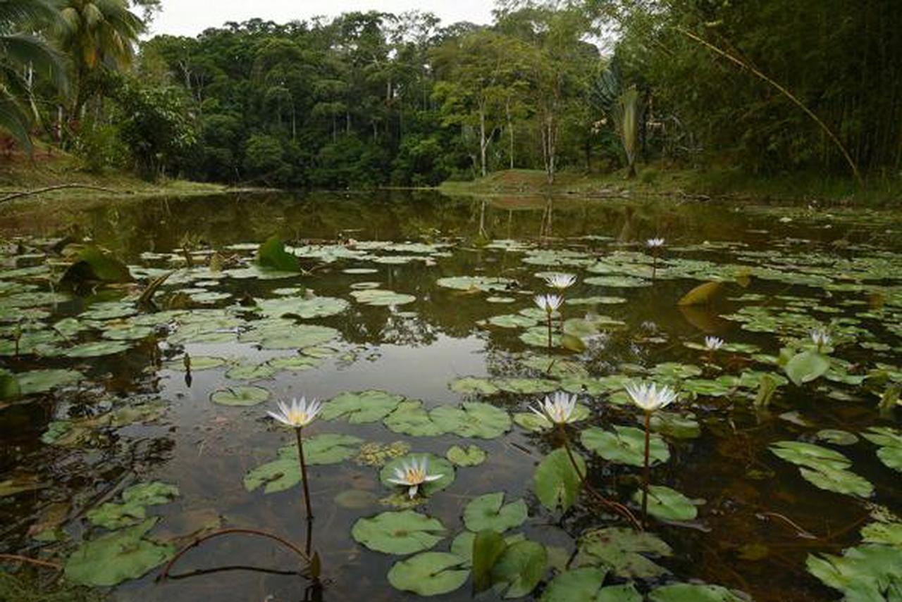 La Laguna Del Lagarto Eco-Lodge Pital  المظهر الخارجي الصورة
